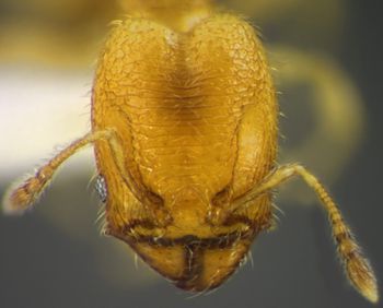 Media type: image;   Entomology 34360 Aspect: head frontal view